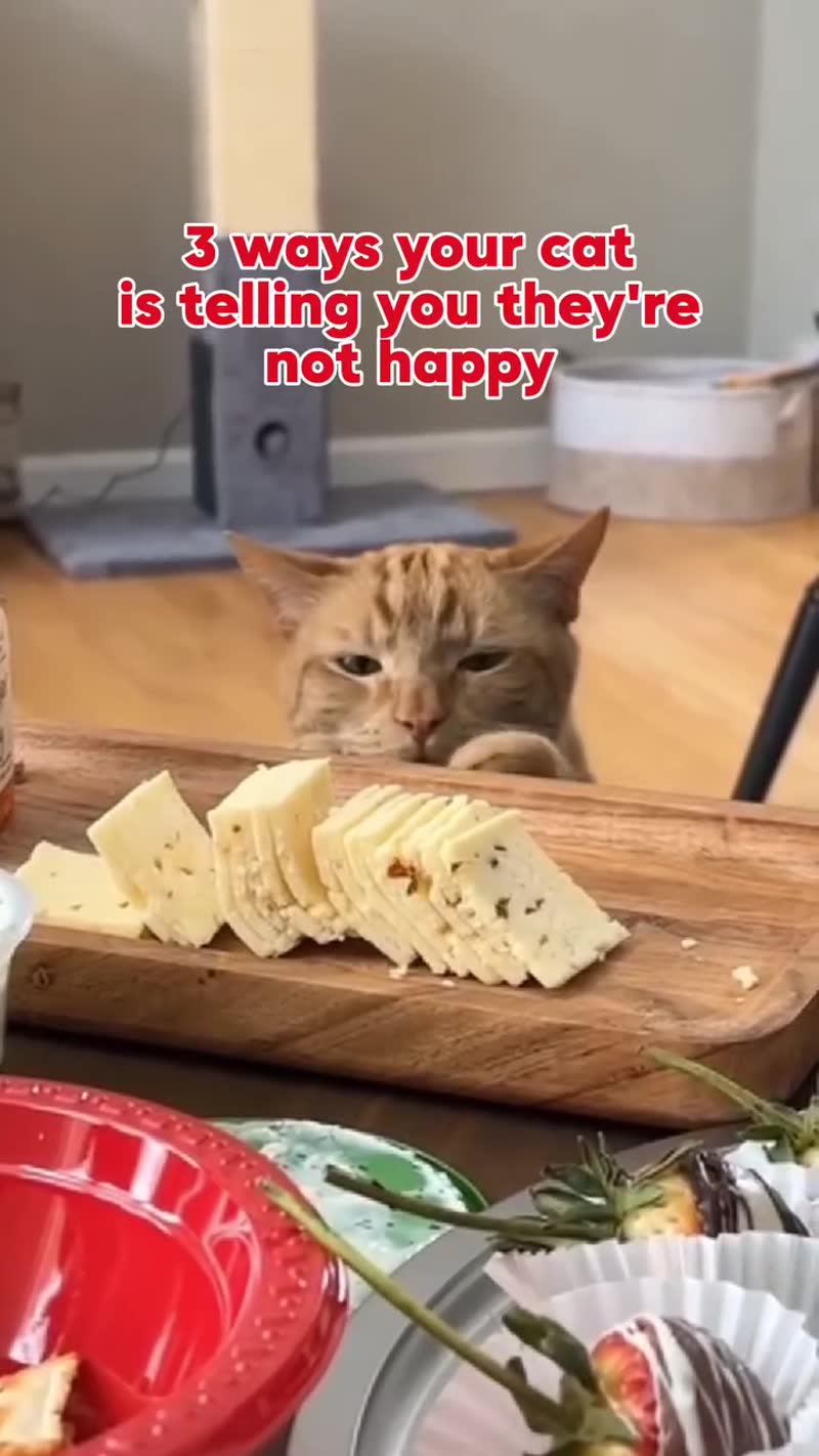 Grab Your £7 Trial Box Today! 😻