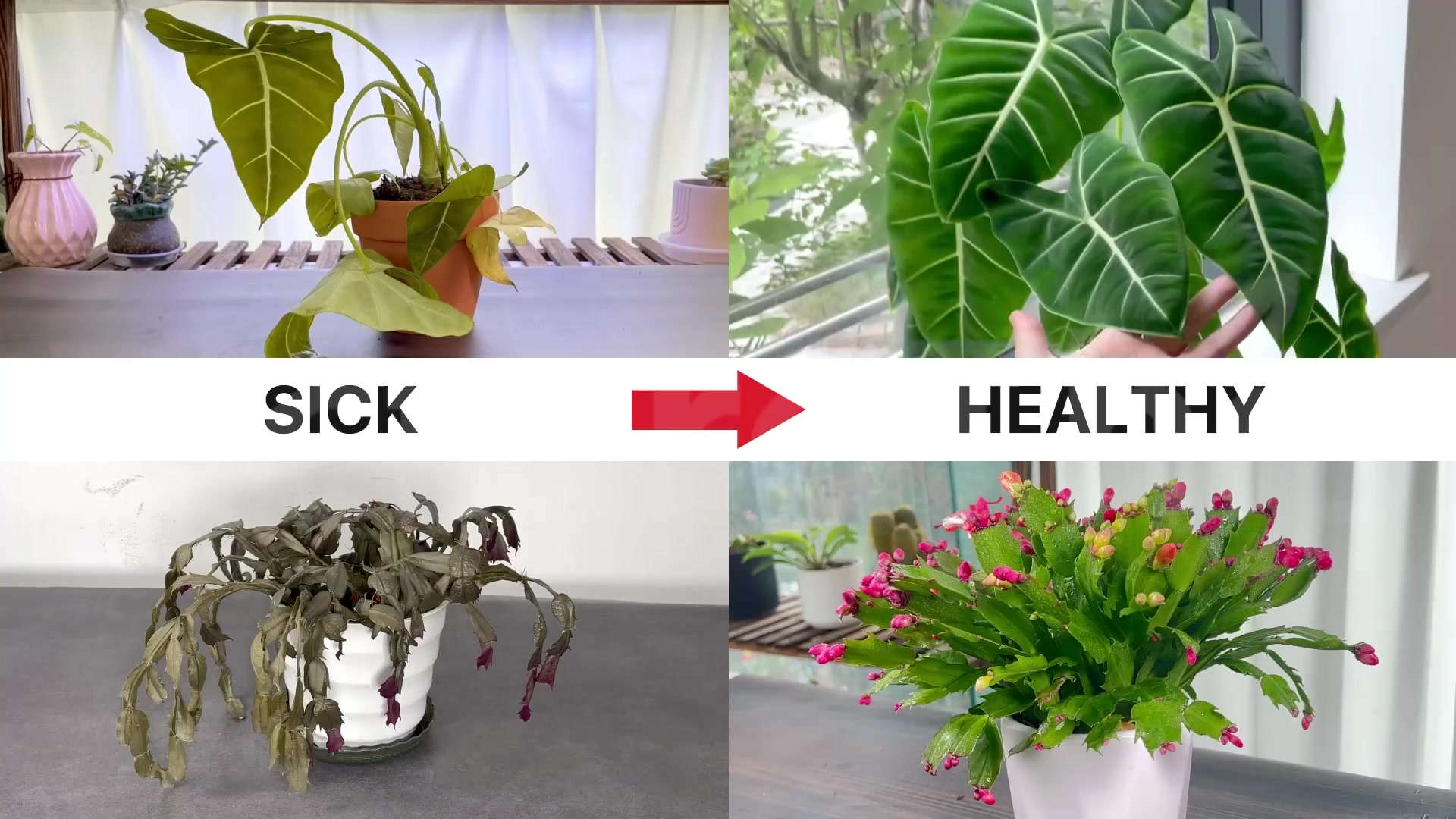 Become a plant expert 👉