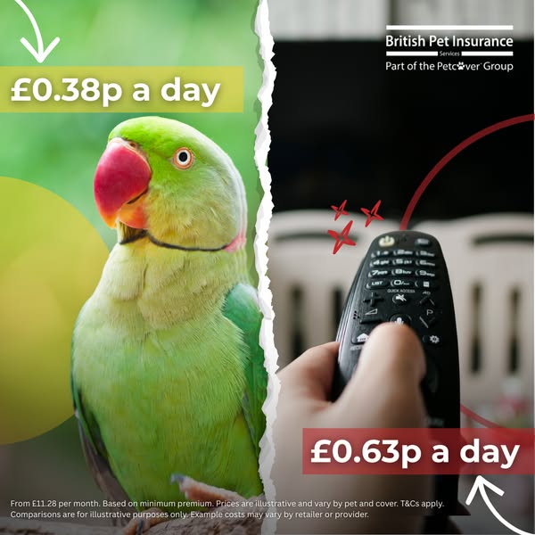 British Pet Insurance ad: Chat with us today