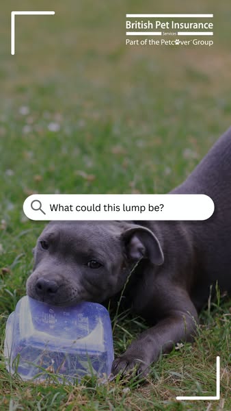 British Pet Insurance ad: Get a quote today