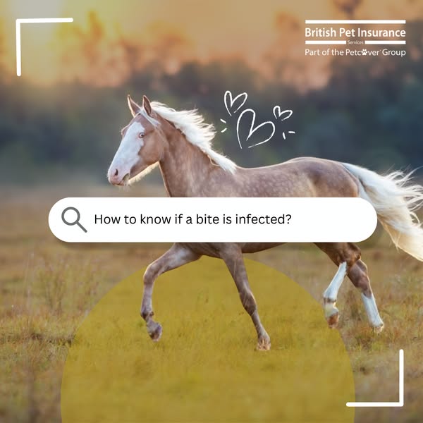 British Pet Insurance ad: Get a quote today