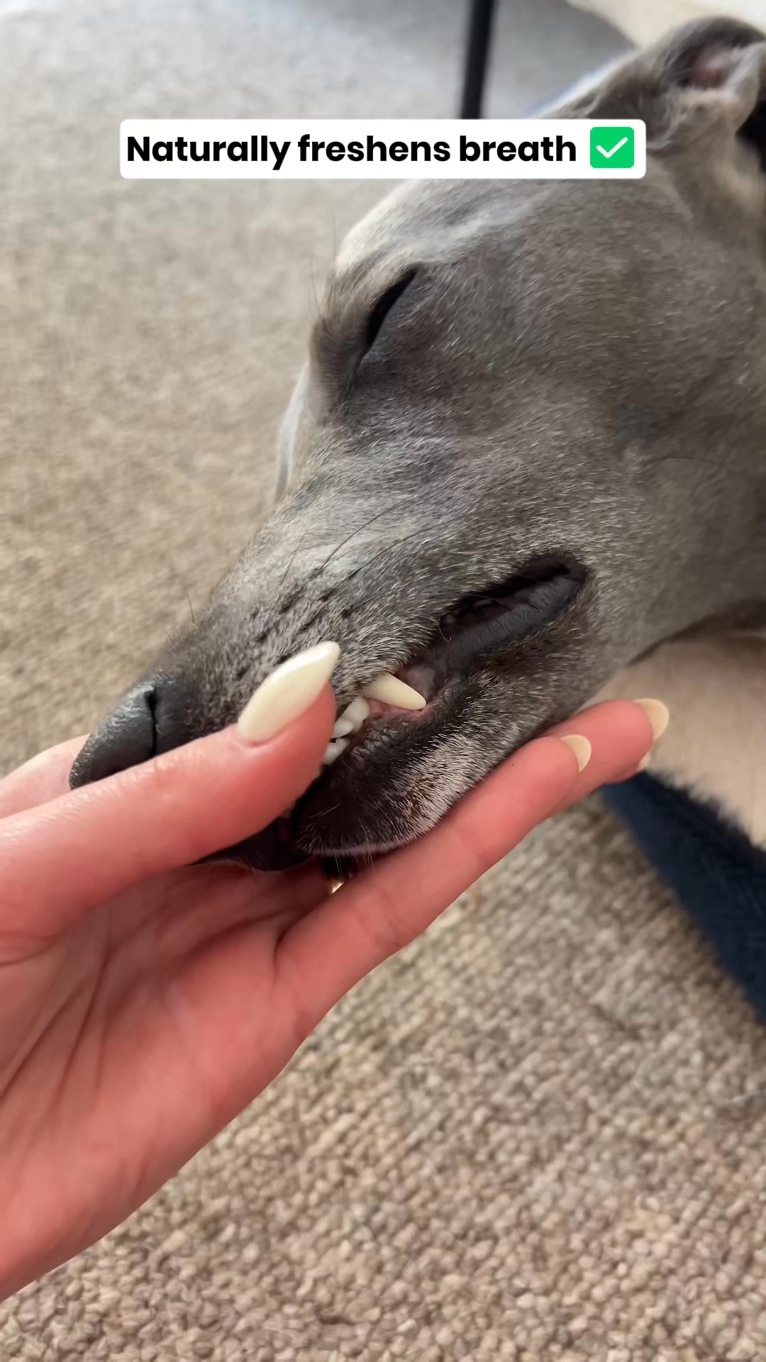 Dental Powder For Dogs